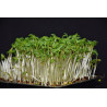 Cress, Curled, Bunyip