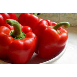 CAPSICUM - BIG RED
