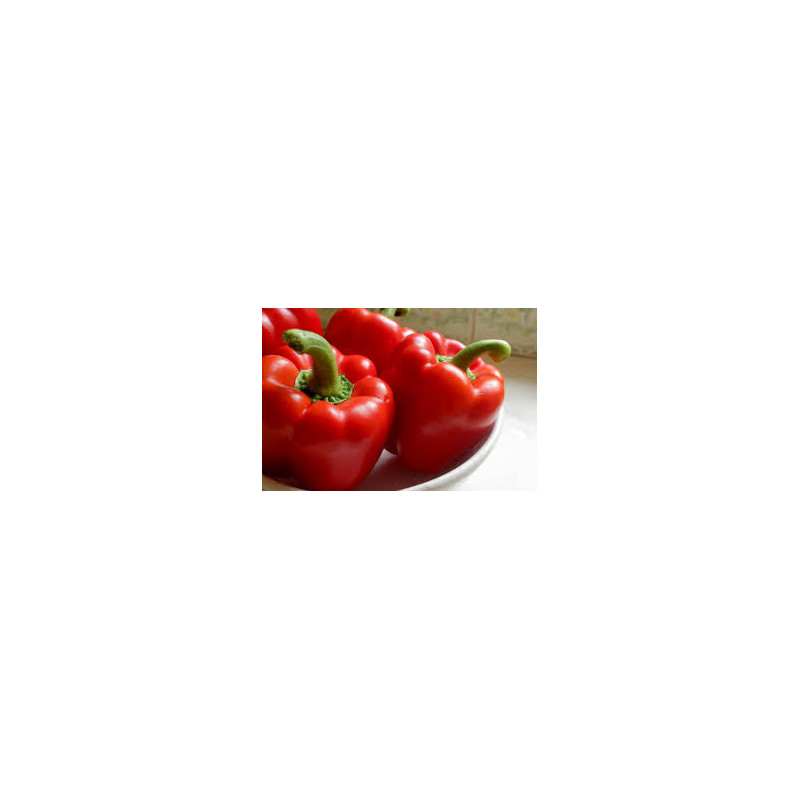 CAPSICUM - BIG RED