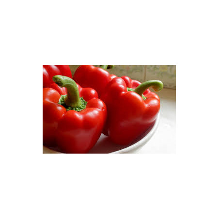 CAPSICUM - BIG RED