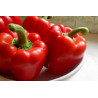 CAPSICUM - BIG RED