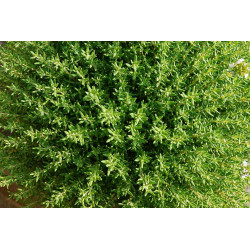 Thyme