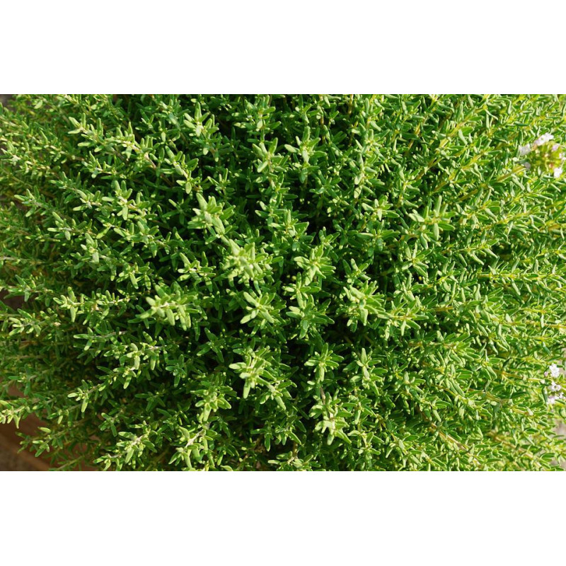 Thyme