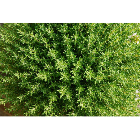 Thyme
