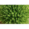 Thyme