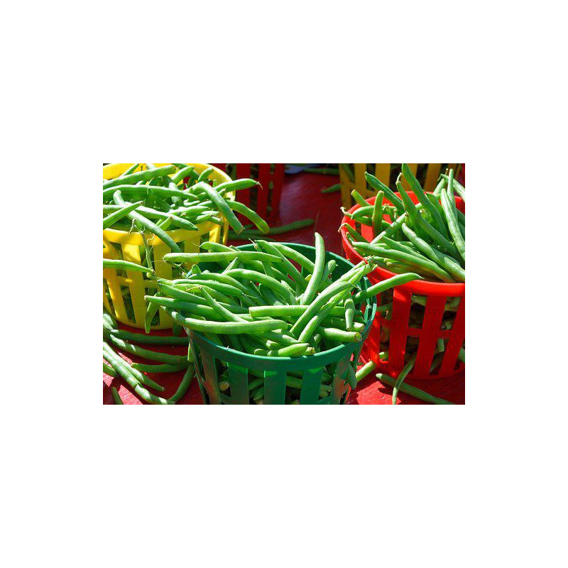 BEAN, STRIKE - BUSH