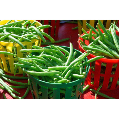 BEAN, STRIKE - BUSH