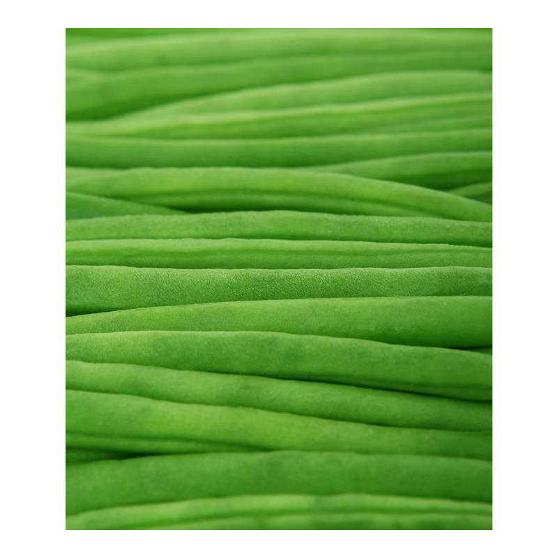 BEAN, BLUE LAKE - CLIMBING - ORGANIC