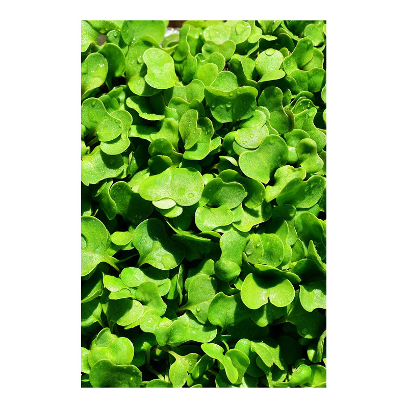 ROCKET SEEDS FOR SPROUTING