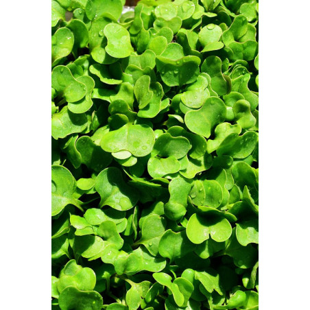 ROCKET SEEDS FOR SPROUTING