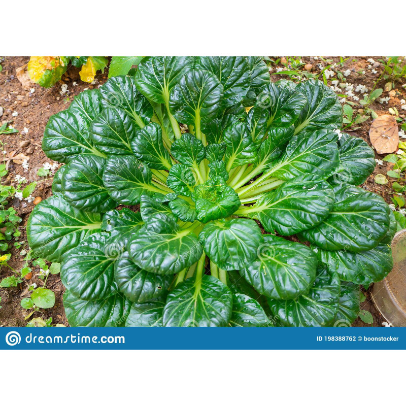 Chinese Cabbage Tatsoi Green