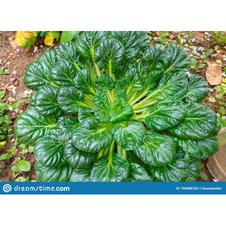 Chinese Cabbage Tatsoi Green