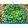 Chinese Cabbage Tatsoi Green
