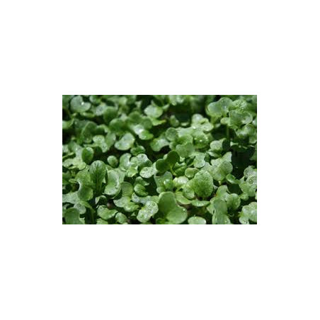 TATSOI SEEDS FOR SPROUTING