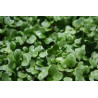 TATSOI SEEDS FOR SPROUTING