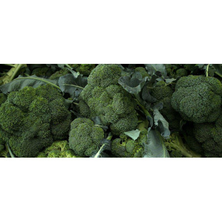 BROCCOLI - DI CICCIO - ORGANIC