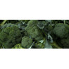 BROCCOLI - DI CICCIO - ORGANIC