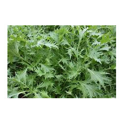MUSTARD GREENS - LIMESTREAKS