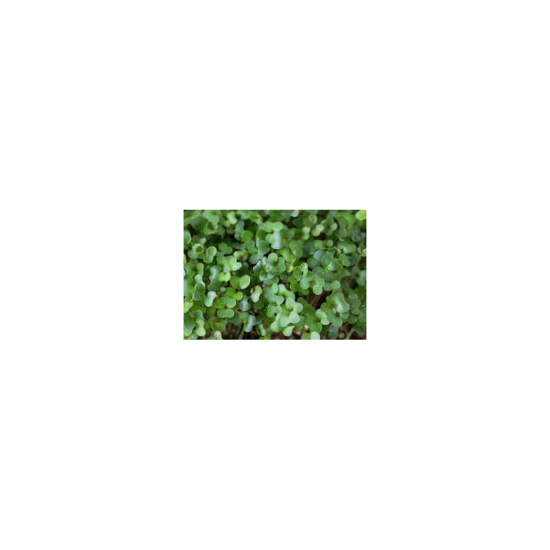 Rocket - Arugula