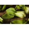 CABBAGE CHINESE - BOK CHOY GREEN STEMMED