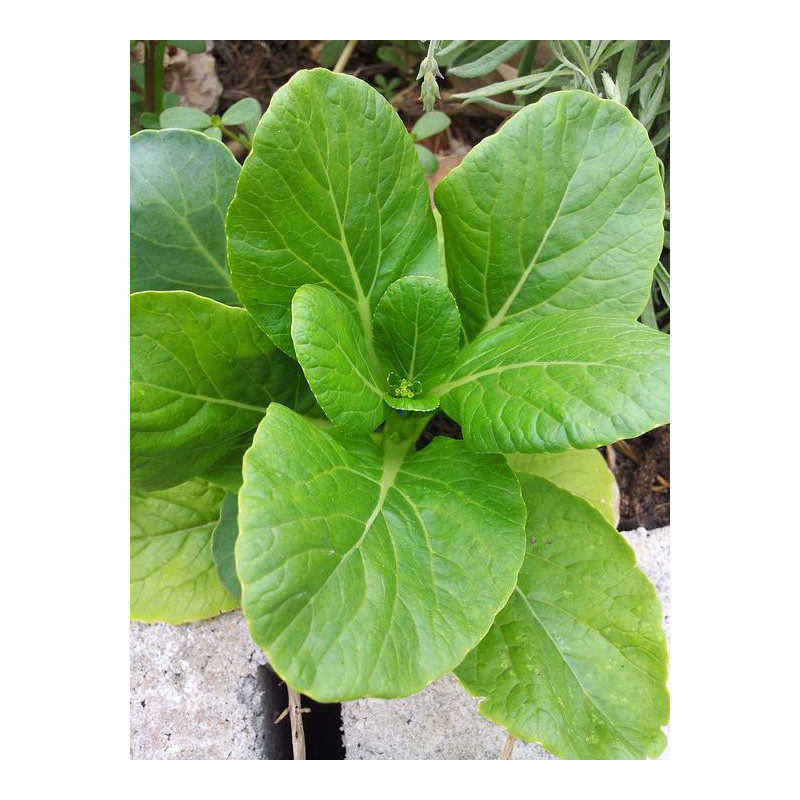 CABBAGE CHINESE-YUKINA SAVOY