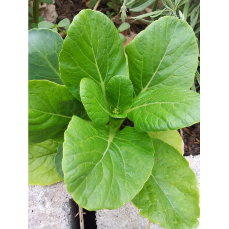 CABBAGE CHINESE-YUKINA SAVOY