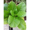 CABBAGE CHINESE-YUKINA SAVOY