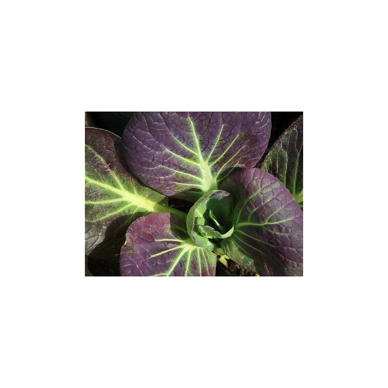 PAK CHOY - RED
