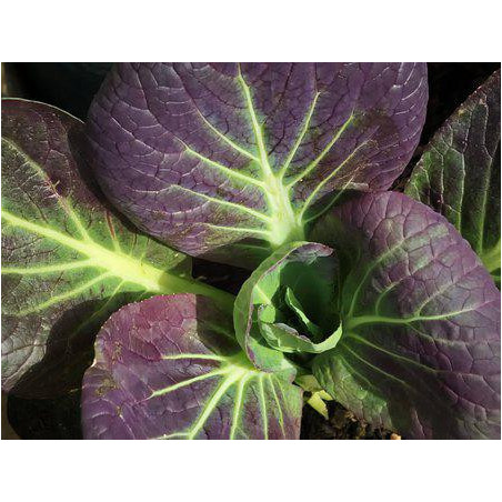 PAK CHOY - RED