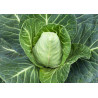 CABBAGE-SUGARLOAF