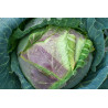 CABBAGE-VERONA PURPLE