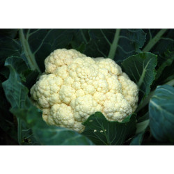 CAULIFLOWER-SNOWBALL EARLY-ORGANIC