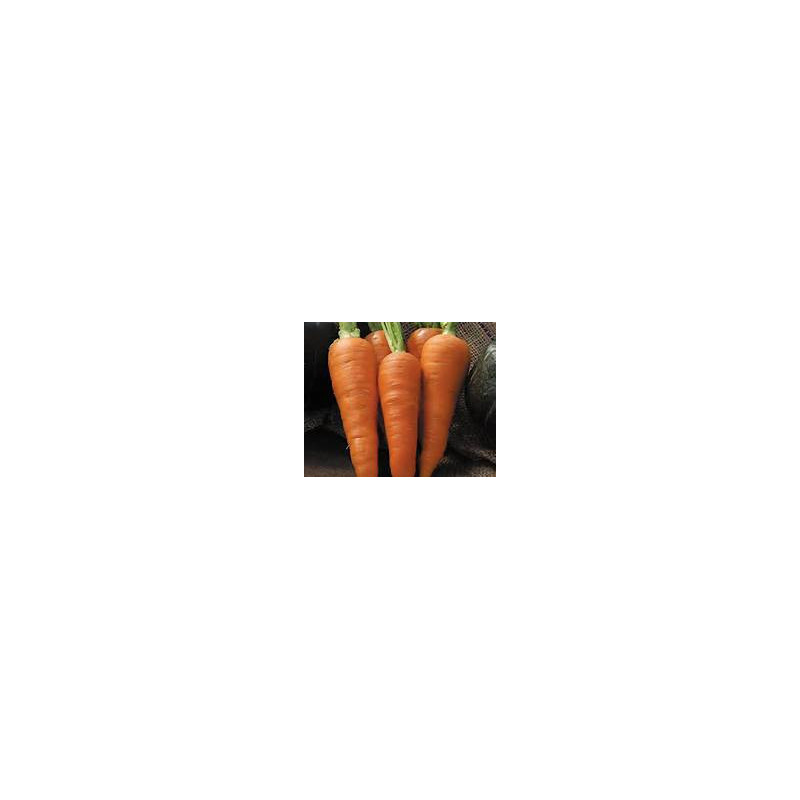 CARROT - DANVERS - ORGANIC