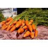 CARROT - DANVERS - ORGANIC