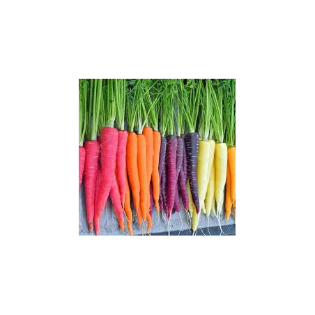 CARROT - RAINBOW MIX