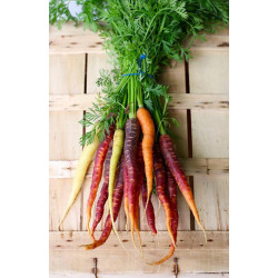 CARROT - RAINBOW MIX