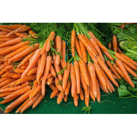 CARROT - MANCHESTER TABLE