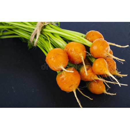 CARROT - PARIS MARKET, MINI ROUND
