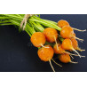 CARROT - PARIS MARKET, MINI ROUND