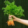 CARROT - BABY AMSTERDAM