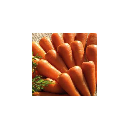 CARROT - ROYAL CHANTENAY
