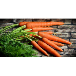 CARROT - SCARLET NANTES - ORGANIC