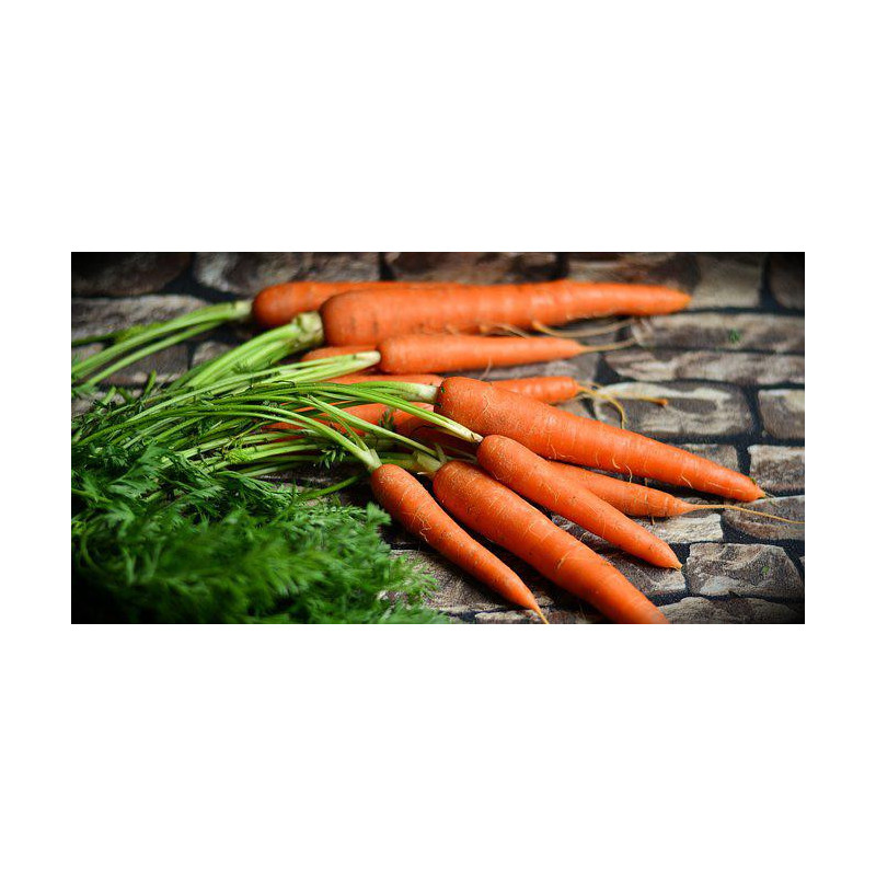 CARROT - SCARLET NANTES - ORGANIC