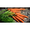 CARROT - SCARLET NANTES - ORGANIC