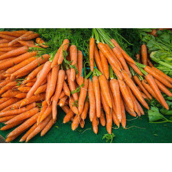 CARROT - SCARLET NANTES - ORGANIC