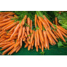 CARROT - SCARLET NANTES - ORGANIC