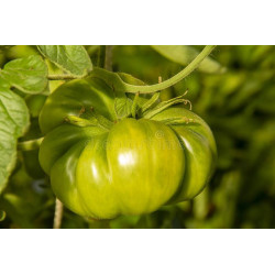 TOMATO - AUNTY RUBY'S GERMAN GREEN - VINE