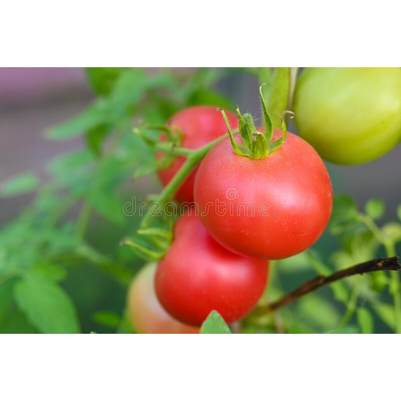 TOMATO - ROSE de BERNE - VINE - ORGANIC