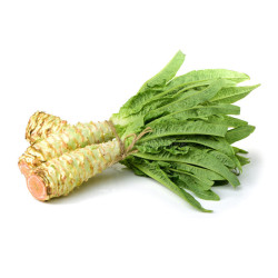 CELTUCE