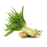 CELTUCE